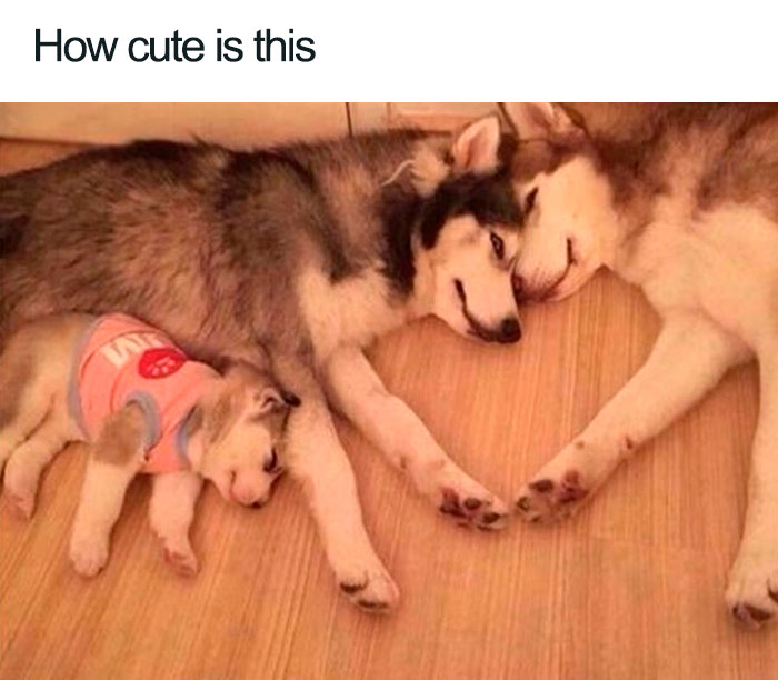 Wholesome-Memes-Funny