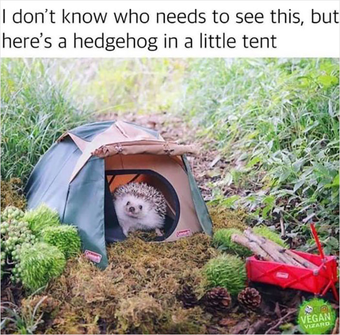 Wholesome-Memes-Page