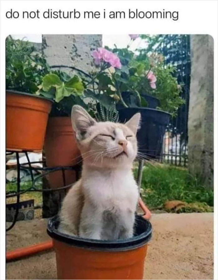 Wholesome-Memes-Page