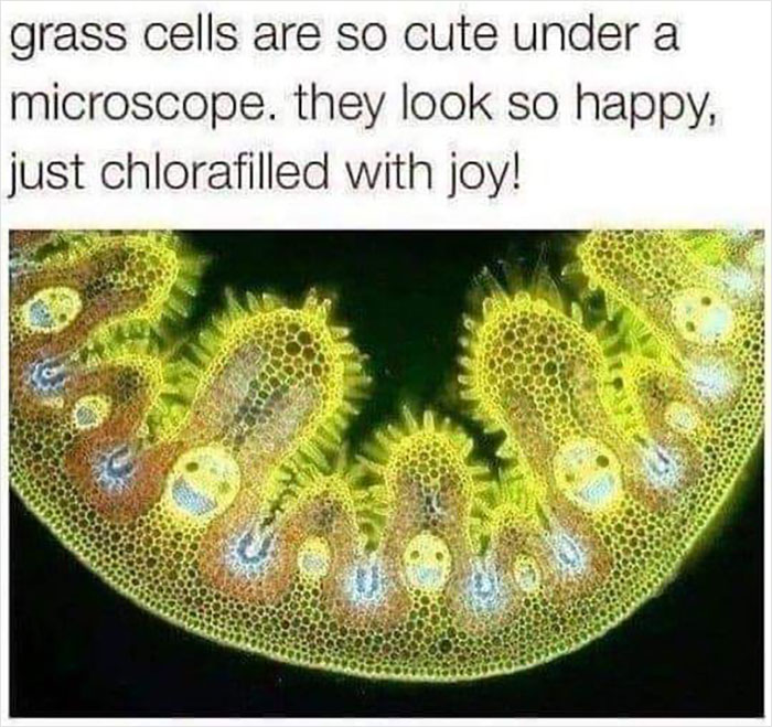 Wholesome-Memes-Page