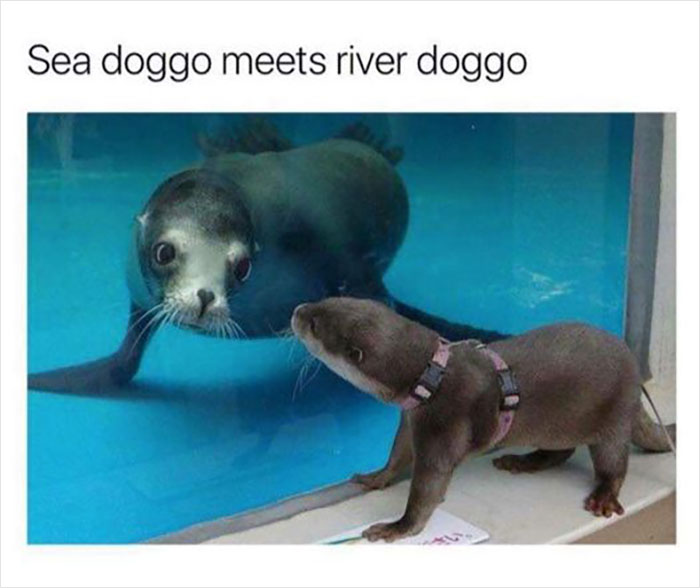 Wholesome-Memes-Page