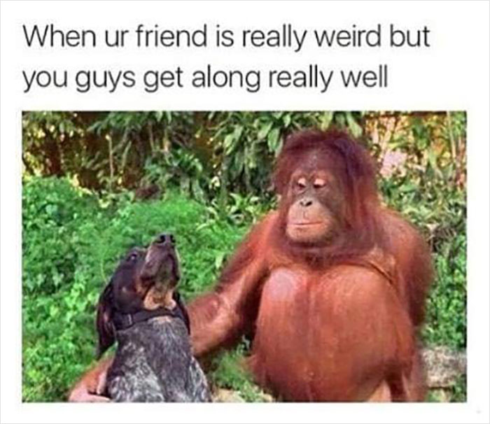 Wholesome-Memes-Page