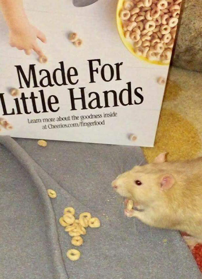 Wholesome-Memes-Page