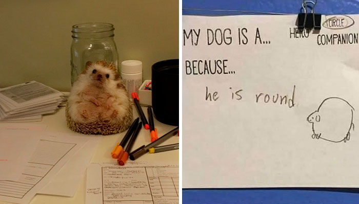 2.1M People Follow This Facebook Page For Its Feel-Good Content And Here Are 40 Of Its Best Posts