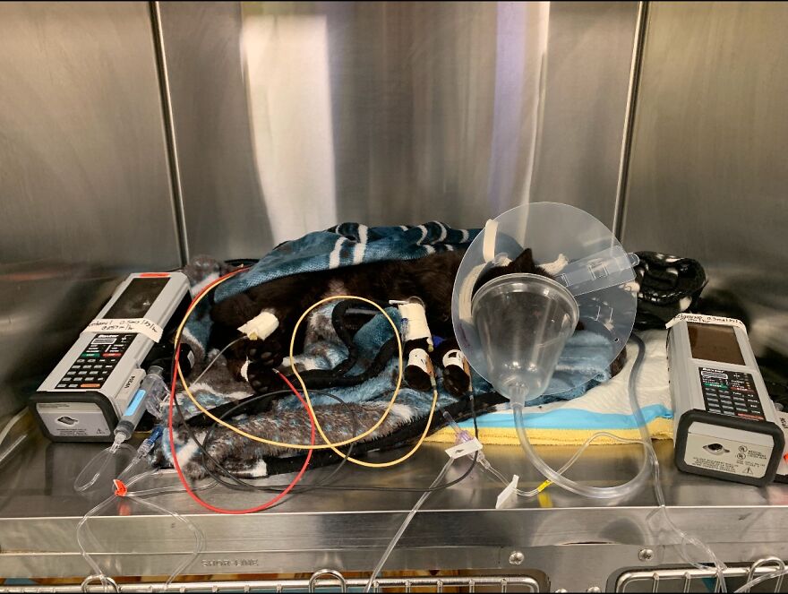 Cat Gets Attacked By Two Dogs, Survives, And Finds His Forever Home With The Veterinarian Who Saved Him - 3