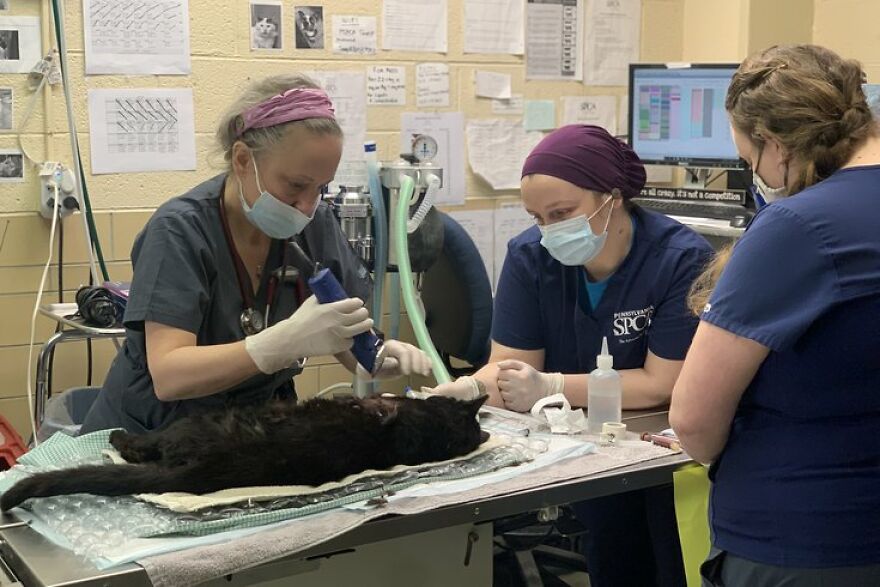 Cat Gets Attacked By Two Dogs, Survives, And Finds His Forever Home With The Veterinarian Who Saved Him - 7