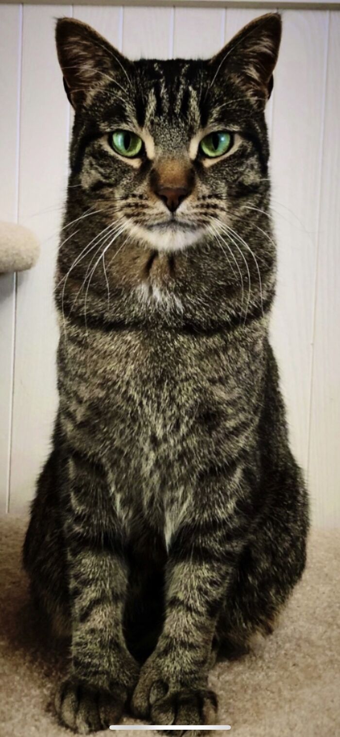 Pete, Big Handsome Boi