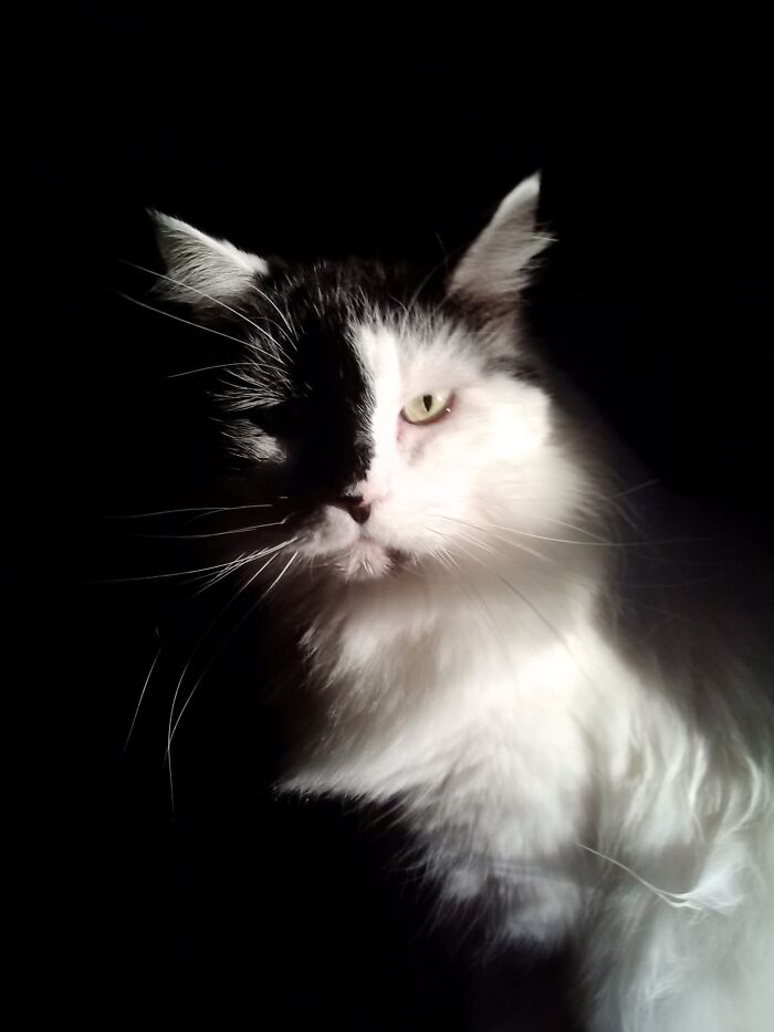 20yo F. A Little Extra Floof. Likes Belly Rubs And Tuna. Hit Me Up.