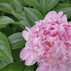 cjhumphreys251 avatar