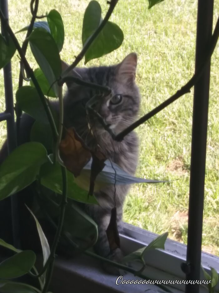 I'm The Queen Of Brid Watching.