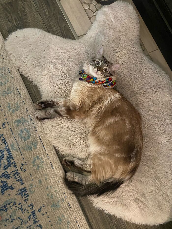 Hi, I'm Sugar! My Favorite Thing To Do Is Sleep! When I'm Not Sleeping, I'll Be Eating. However, At 3am Every Morning, I Wrestle My Sister And Chase Her Throughout The House. In The Summer, I Bring Crickets Inide, Tear Off A Few Of Its Legs, And Watch It Try To Escape While Cackleing Evily. Then I Go Sleep For Four More Hours! Lmk If You Wanna Hang