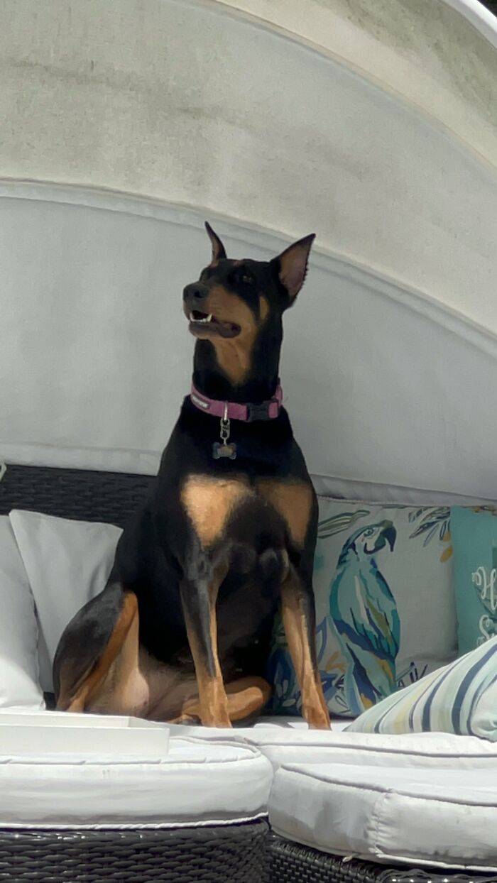 My Name Is Vayda And I’m Too Sexy For This