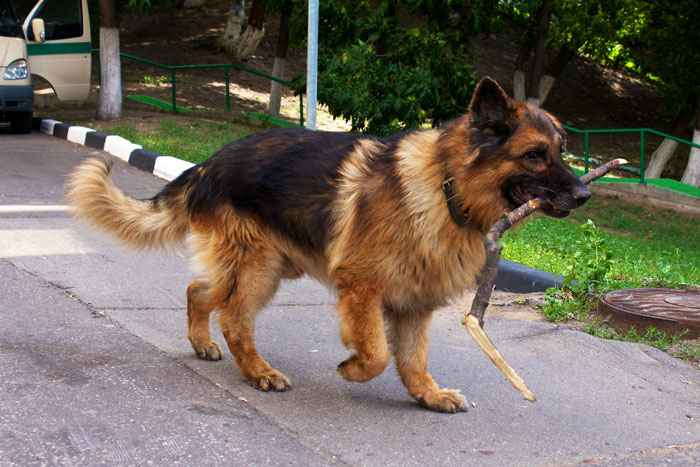 Bride Asks Brother-In-Law Not To Bring His Dog To Her Wedding, BIL Ends Up Being Kicked Out For Ignoring Bride&rsquo;s Request