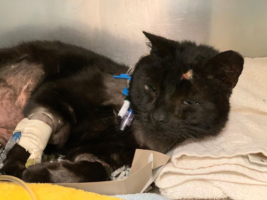 Cat Gets Attacked By Two Dogs, Survives, And Finds His Forever Home With The Veterinarian Who Saved Him - 4