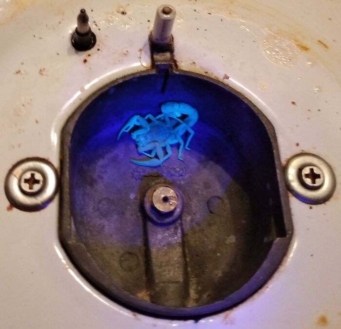 Escorpión que encontramos bajo uno de los fogones en la cocina (foto con luz UV)