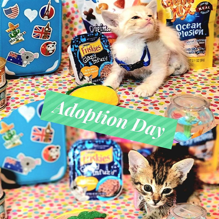 Este hombre fue &ldquo;emboscado&rdquo; por gatitos al detenerse para rescatar a uno de ellos