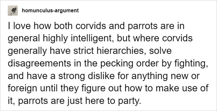 Netizens Are Loving This Humorous Tumblr Post Dedicated To The Intellectual Contrast Between Crows And Keas