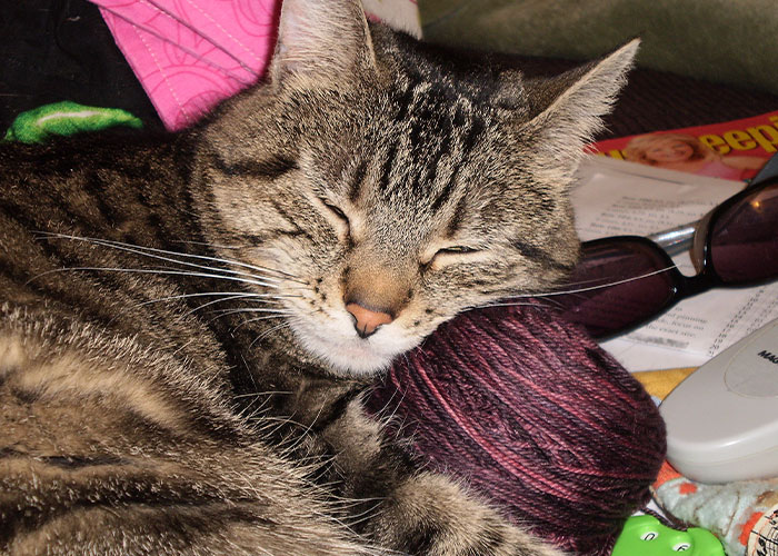 Every Private Tenant In UK To Get Legal Right To Keep A Pet In “Biggest Shake-Up Of The Private Rented Sector In 30 Years” Every Private Tenant In UK To Get Legal Right To Keep A Pet In “Biggest Shake-Up Of The Private Rented Sector In 30 Years”