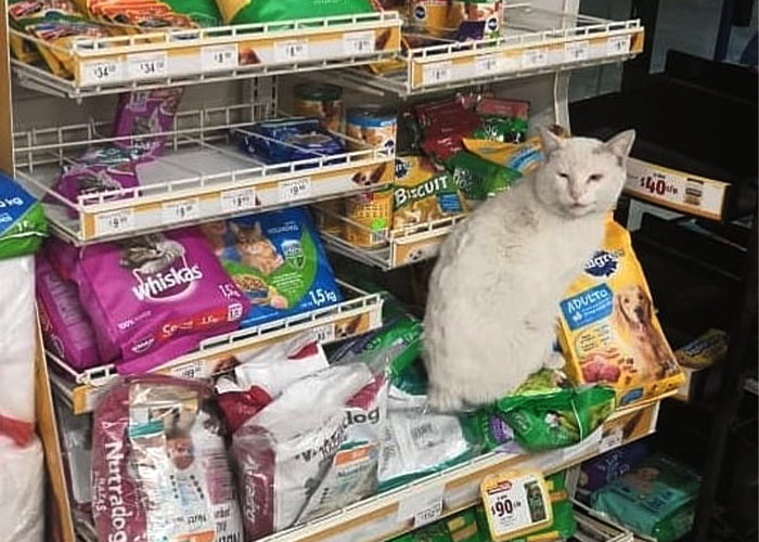 Stray Cat Begging For Food At A Store Melts This Woman's Heart, So She Adopts It And Shares Its Glow Up On Instagram