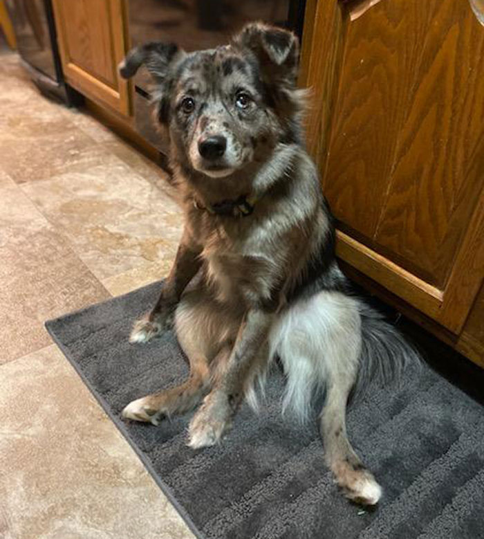 Dog Lover Shares How His Pup Lives A Heartwarming Double Life Visiting An Elderly Woman Every Day Dog Lover Shares How His Pup Lives A Heartwarming Double Life Visiting An Elderly Woman Every Day