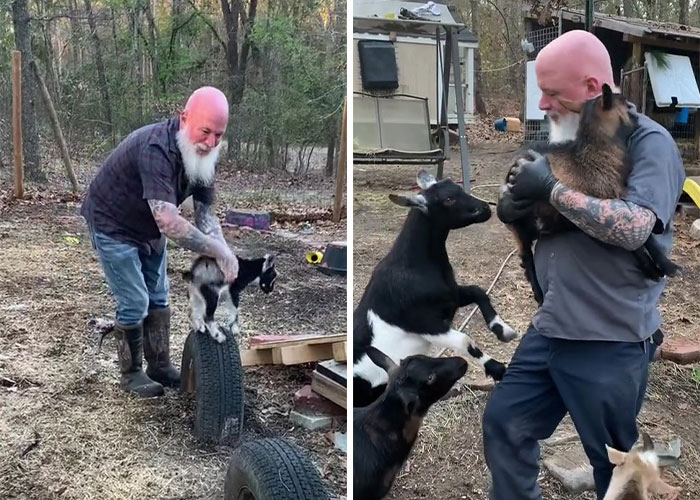 Stray Kitten Becomes The 'Gray Goat' Of The Pen, Acting Just Like The Tiny Goats That Became His Family