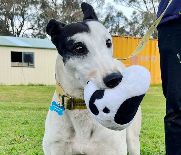New Pilot Project Will See Rescued Greyhounds Visiting The Elderly In Aged Care Homes In Australia