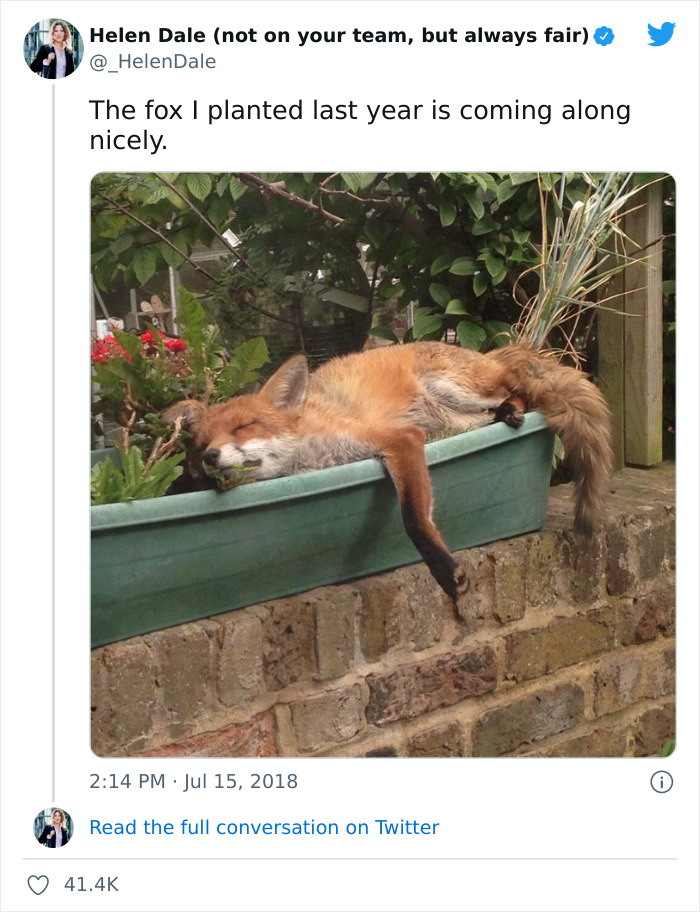 A cute fox sleeping in a planter on a brick wall, surrounded by greenery.