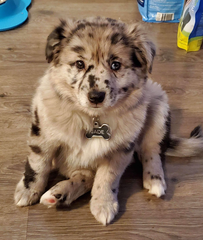 Dog Lover Shares How His Pup Lives A Heartwarming Double Life Visiting An Elderly Woman Every Day Dog Lover Shares How His Pup Lives A Heartwarming Double Life Visiting An Elderly Woman Every Day