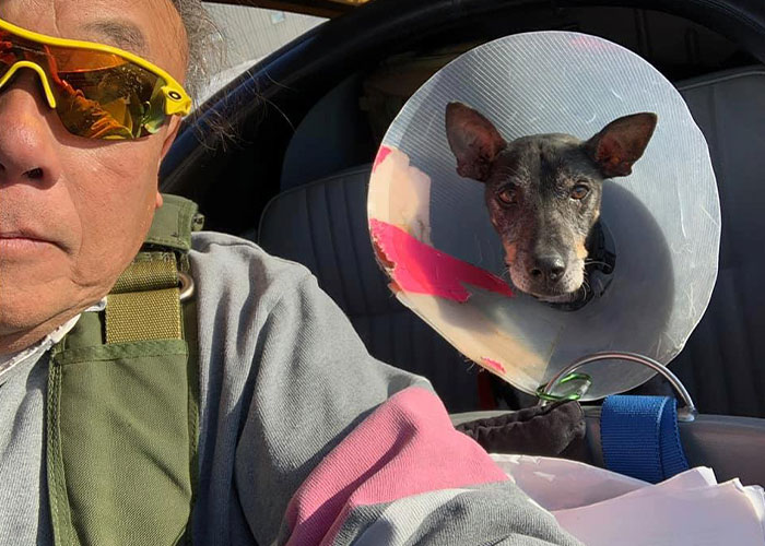 “I’d Rather Be Flying Dogs”: Retired Pilot Flies Rescue Animals To Their New Homes “I’d Rather Be Flying Dogs”: Retired Pilot Flies Rescue Animals To Their New Homes