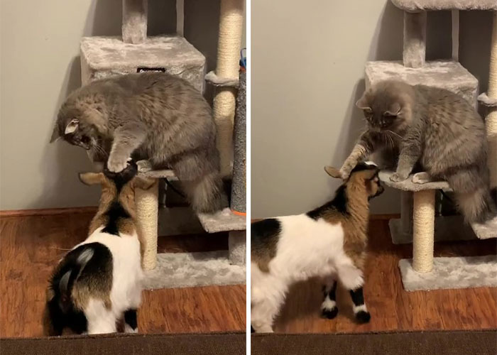 Stray Kitten Becomes The 'Gray Goat' Of The Pen, Acting Just Like The Tiny Goats That Became His Family