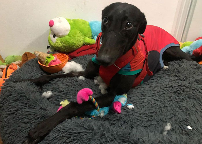 New Pilot Project Will See Rescued Greyhounds Visiting The Elderly In Aged Care Homes In Australia