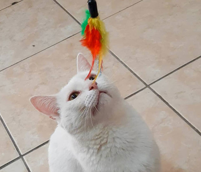 Stray Cat Begging For Food At A Store Melts This Woman's Heart, So She Adopts It And Shares Its Glow Up On Instagram