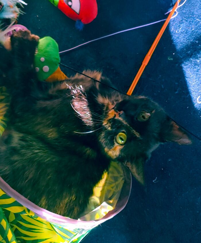 It's Hard To Choose Just 1! But, Here's My Sweet Little Weirdo Cinder.