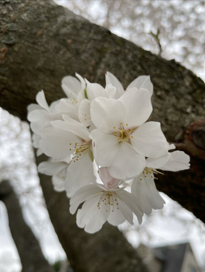 These Beautiful Cherry Blossoms Were Spotted While I Was Walking My Dog. There Were Tons Of Petals Falling Off This Tree