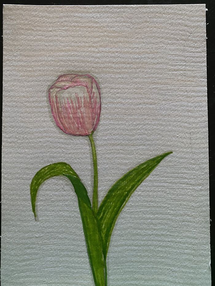 Pink Tulip!