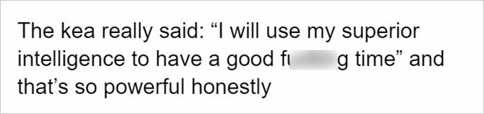 Netizens Are Loving This Humorous Tumblr Post Dedicated To The Intellectual Contrast Between Crows And Keas