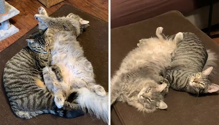 Stray Kitten Becomes The 'Gray Goat' Of The Pen, Acting Just Like The Tiny Goats That Became His Family