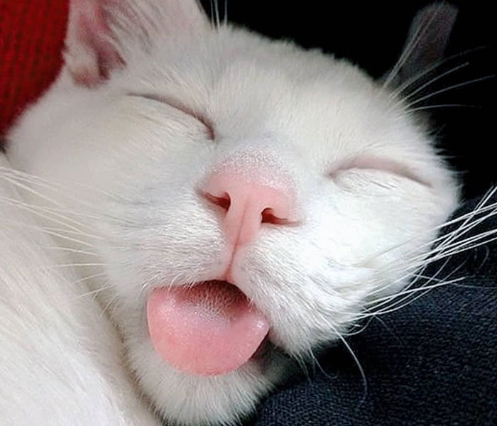 Stray Cat Begging For Food At A Store Melts This Woman's Heart, So She Adopts It And Shares Its Glow Up On Instagram