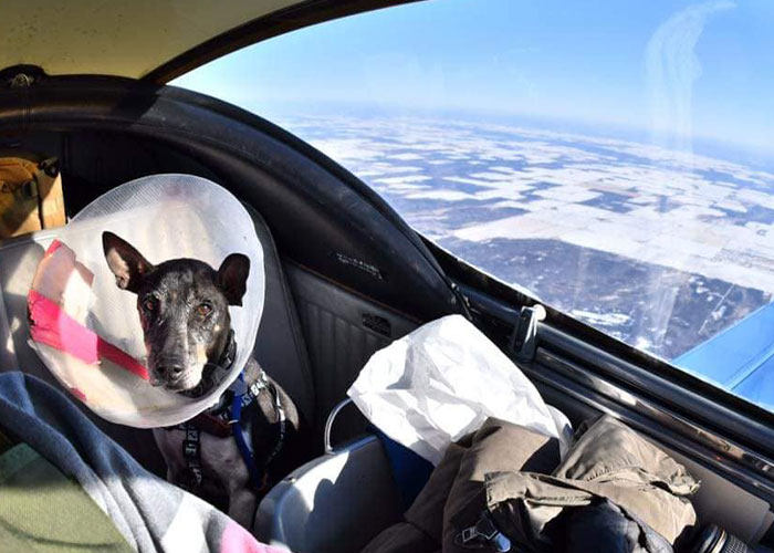 “I’d Rather Be Flying Dogs”: Retired Pilot Flies Rescue Animals To Their New Homes “I’d Rather Be Flying Dogs”: Retired Pilot Flies Rescue Animals To Their New Homes