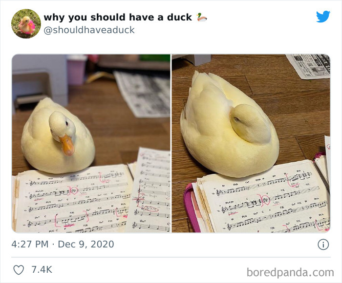 Why You Should Have A Duck