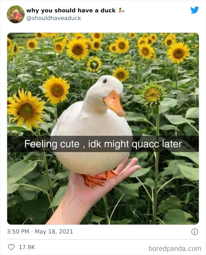 Why You Should Have A Duck