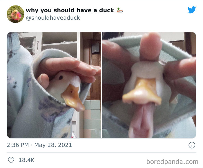 Why You Should Have A Duck