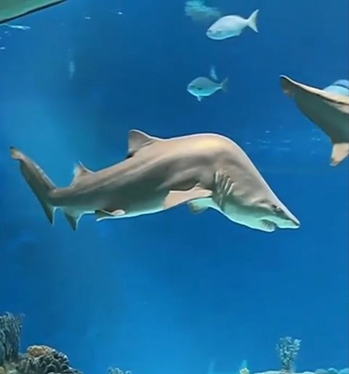 He’s Built Different