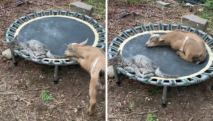 Stray Kitten Becomes The 'Gray Goat' Of The Pen, Acting Just Like The Tiny Goats That Became His Family