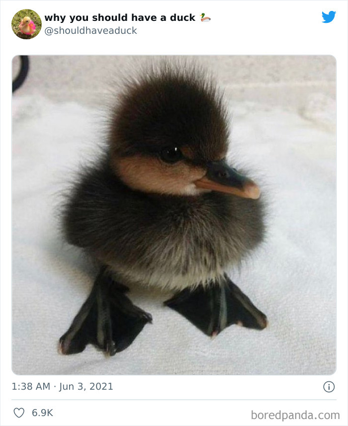 Why You Should Have A Duck