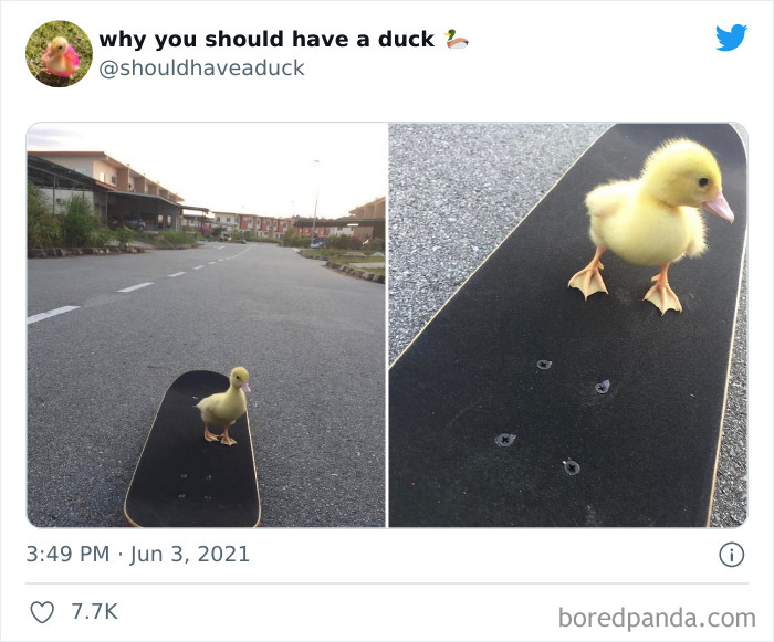 Why You Should Have A Duck
