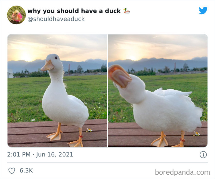 Why You Should Have A Duck