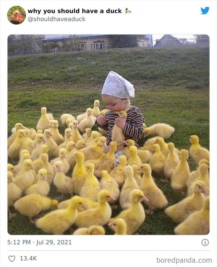 Why You Should Have A Duck