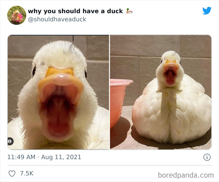 Why You Should Have A Duck