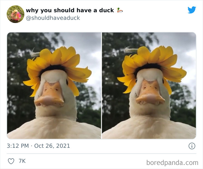 Why You Should Have A Duck